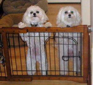 miaandrockyjailbirds2.jpg