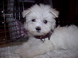 puppyring.jpg
